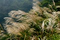 Miscanthus Sinensis