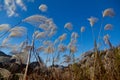 Miscanthus Sinensis Royalty Free Stock Photo