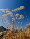 Miscanthus Sinensis Royalty Free Stock Photo