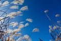 Miscanthus Sinensis Royalty Free Stock Photo