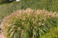 Miscanthus sinensis adagio