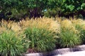 Miscanthus sinensis