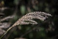 Miscanthus sinensis in the garden in autumn. Beautiful ornamental grass, selective focus Royalty Free Stock Photo