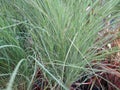 Miscanthus sinensis `Morning Light`