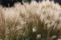 Miscanthus sinensis, Ornamental Chinese Silver Grass