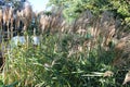 Miscanthus sinensis âProfessor Richard Hansenâ a upright grass producing copious quantities of flowers