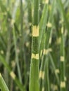 Miscanthus sinensis 'Zebrinus', zebra grass, UK, Suffolk Royalty Free Stock Photo