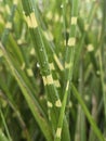 Miscanthus sinensis 'Zebrinus', zebra grass, UK, Suffolk Royalty Free Stock Photo