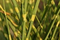 Miscanthus sinensis `Zebrinus` Royalty Free Stock Photo