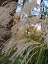 Background of beautiful Japanese Susuki grass