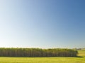 Miscanthus switchgrass