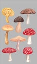 Miscellaneous Mushroom Drawing Aesthetic, Mold Spore Vector Outline, Fungus Sketch.