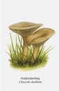 Miscellaneous Mushroom Drawing Aesthetic, Mold Spore Vector Outline, Fungus Sketch.