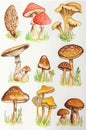 Miscellaneous Mushroom Drawing Aesthetic, Mold Spore Vector Outline, Fungus Sketch.