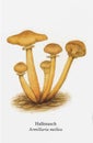 Miscellaneous Mushroom Drawing Aesthetic, Mold Spore Vector Outline, Fungus Sketch.