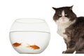 Mischeavous cat looking at goldfish bowl Royalty Free Stock Photo