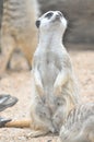 Mischevious Meercat, Toronga Zoo, Dubbo, NSW Royalty Free Stock Photo