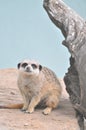 Mischevious Meercat, Toronga Zoo, Dubbo, NSW Royalty Free Stock Photo