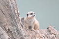 Mischevious Meercat, Toronga Zoo, Dubbo, NSW Royalty Free Stock Photo