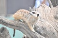 Mischevious Meercat, Toronga Zoo, Dubbo, NSW Royalty Free Stock Photo