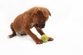 Mischievous Brown Boxer Puppy Playing with a Green Ball