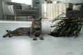 Mischievous cat near overturned houseplant on floor indoors