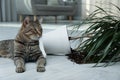 Mischievous cat near overturned houseplant on floor indoors