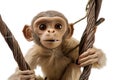 A mischievous and curious monkey climbing and swinging, showing off its agility and playful nature. Generative AI