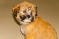 Cute fluppy Tibetan Lhasa puppy