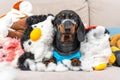 Mischievous dachshund puppy has torn all its soft toys, and now pet is lying on the sofa littered with them, front view