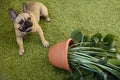 Mischievous french bulldog puppy knocks over pot with houseplant on carpet