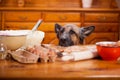 Mischievous German Shepherd dog quite a mess in the kitchen