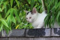 Mischievous and lovely little white cat Royalty Free Stock Photo