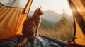 Mischievous Orange Tabby Cat on the Edge of a Camping Tent Gazing at Scenic Mountain Landscape