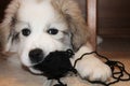 Mischievous Puppy with Ball of Yarn