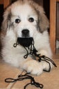 Mischievous Puppy with Ball of Yarn