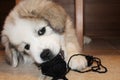 Mischievous Puppy with Ball of Yarn