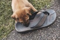 A mischievous puppy steals a slipper and gnaws on it. Puppy behavior at 4-5 weeks