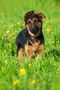 Cute german shepherd puppy standing in a flower meadow Royalty Free Stock Photo