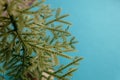 Miserable scanty plastic spruce on a blue background Royalty Free Stock Photo