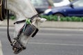 Miserable Spanish horse attacked by flies