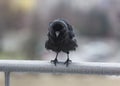 Miserable wet crow clutching balcony rail in the rain Royalty Free Stock Photo