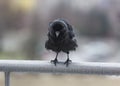 Miserable wet crow clutching balcony rail in the rain