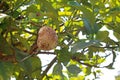 MISHAPEN SPOILT LEMON HANGING ON A BRANCH IN SHADE ON A LEMON TREE