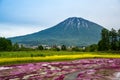 Mishima`s Shibazakura garden and Mount Yotei Royalty Free Stock Photo