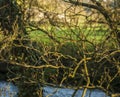 A mishmash of branches, spring time. Royalty Free Stock Photo