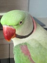 Mishti the parrot Royalty Free Stock Photo