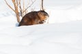 Muskrat - Ondatra zibethicus