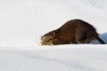 Muskrat - Ondatra zibethicus