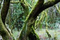 Misleading mystical forest in La Gomera Island